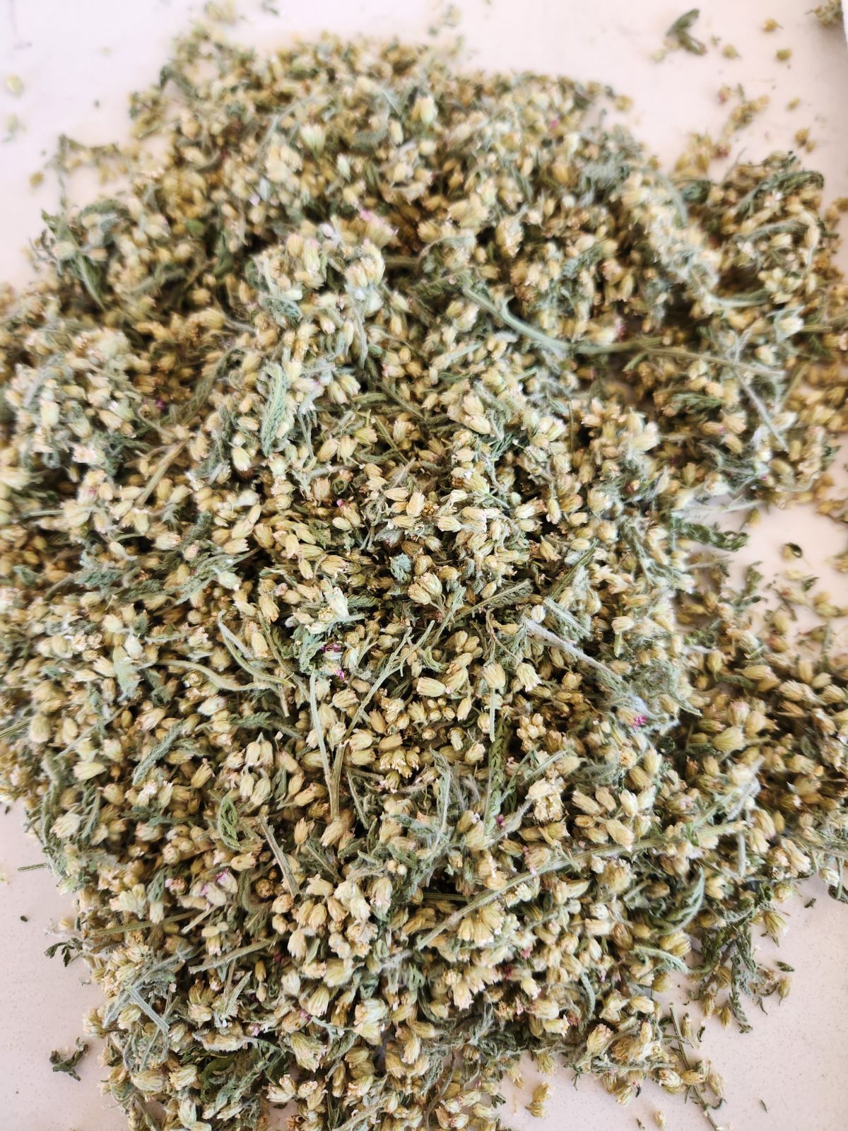 Yarrow