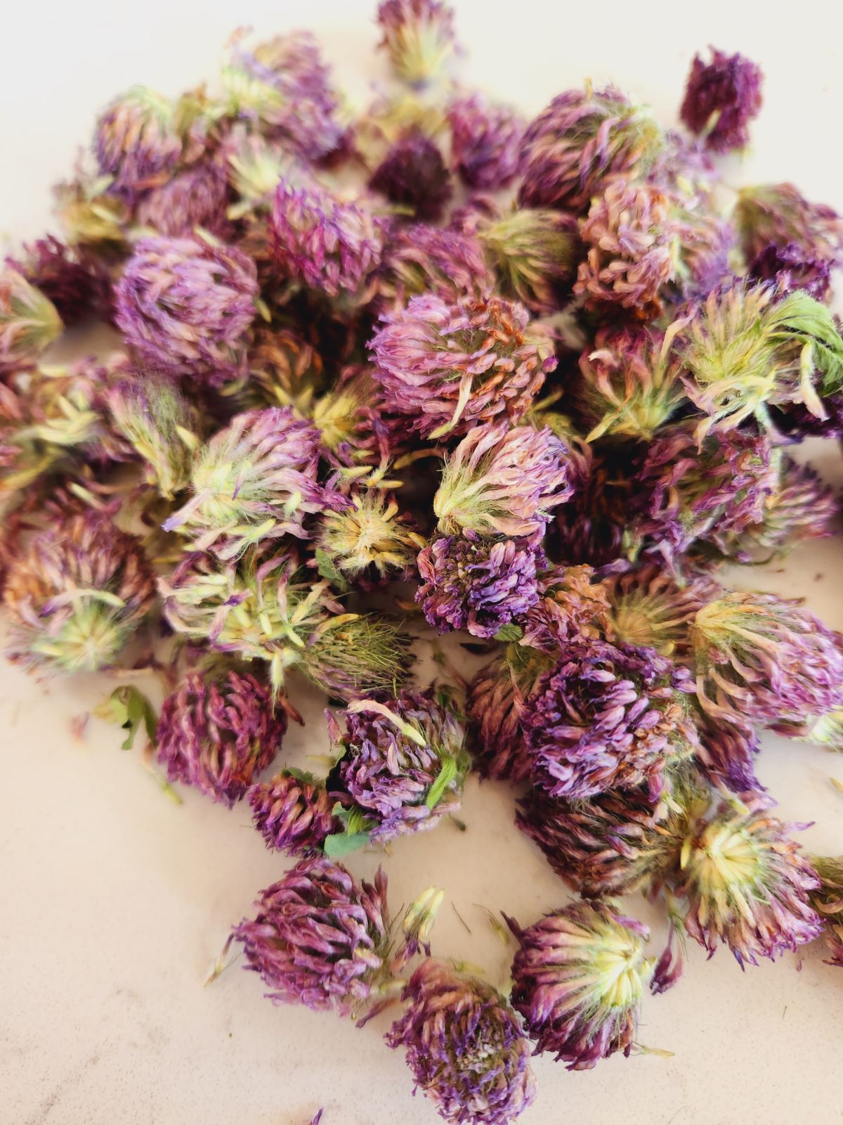 Red Clover Flowers