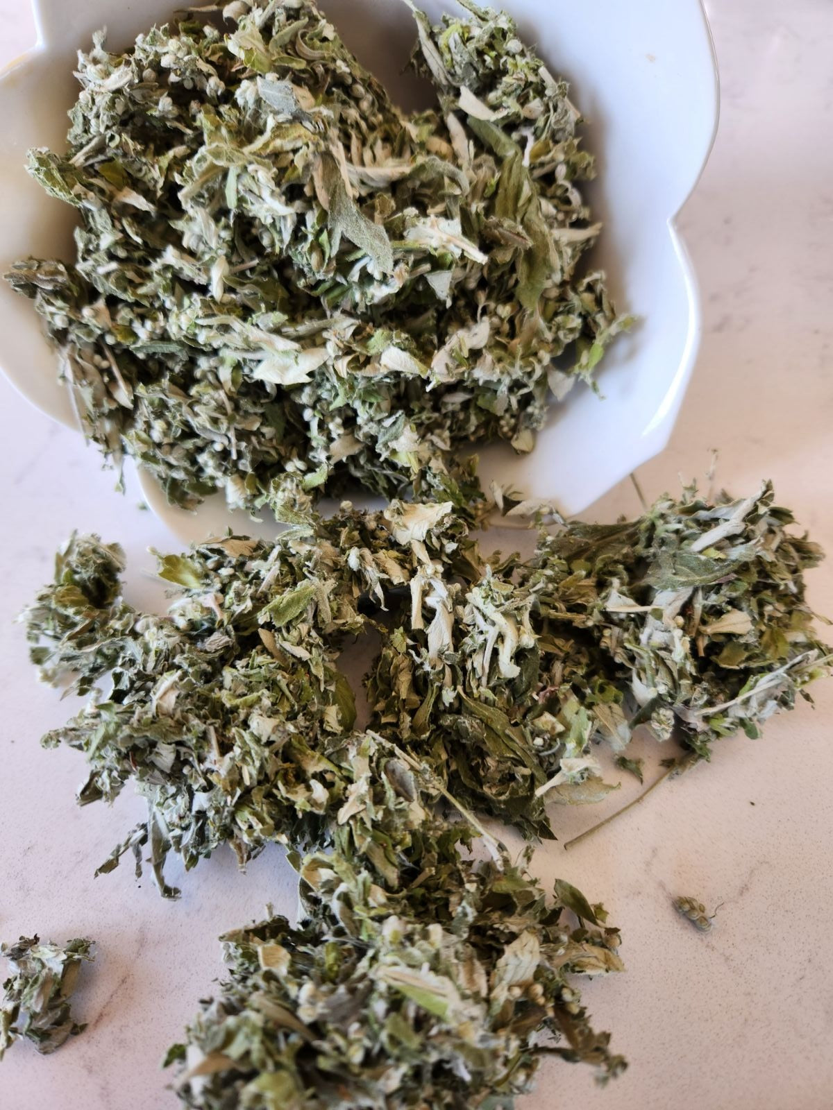 Japanese Mugwort Yomogi