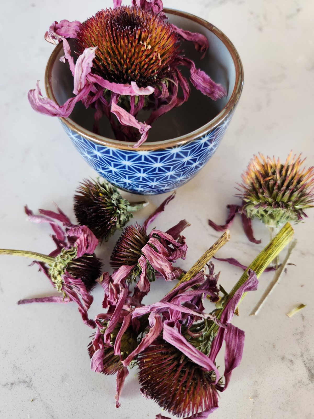 Echinacea purpurea whole flowers